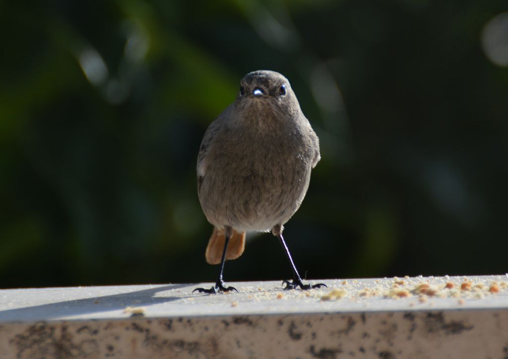 Codirosso e Occhicotto